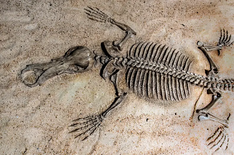 "Fossils!" Museum of World Treasures